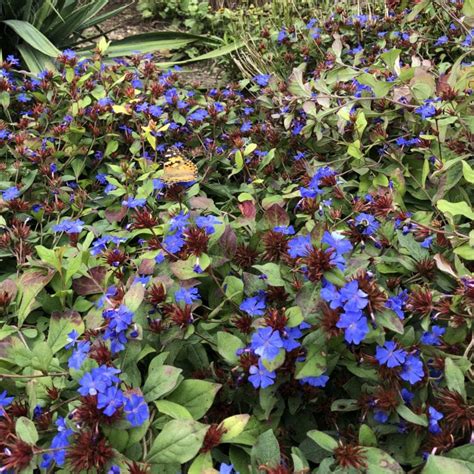 Ceratostigma plumbaginoides - Buy Leadwort Perennials Online