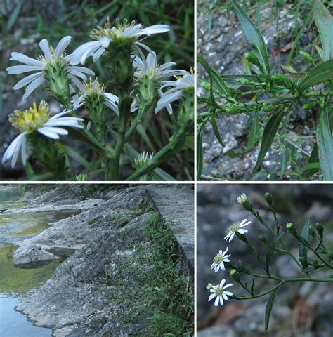 Species New to Science: [Botany • 2019] Aster tonglingensis ...