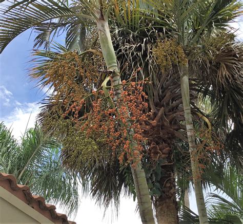 Areca palm tree seed bracts in the Dougherty Garden on September 6 ...