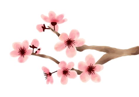 Single Cherry Blossom Drawing