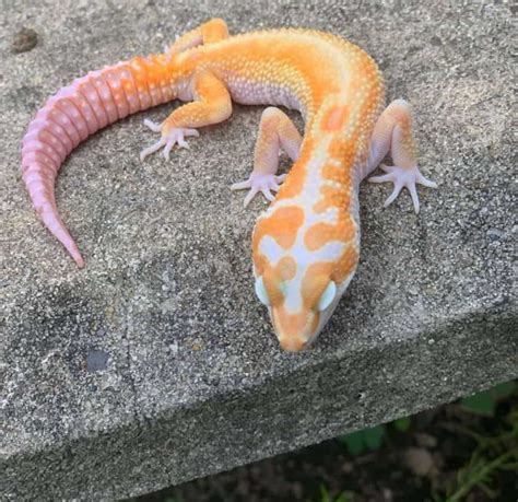 Leopard Gecko Morphs and Genetics: The Ultimate Guide