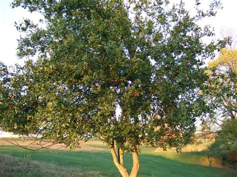 Unusual Jujube Fruits Earn a Second Opinion | Jujube tree, Tree, Jujube ...