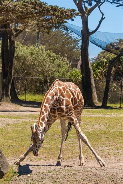 San Francisco zoo | photos & videos