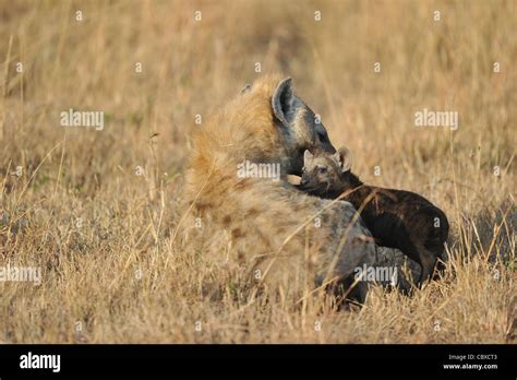 Spotted hyena - Spotted hyena - Laughing hyena (Crocuta crocuta) mother ...