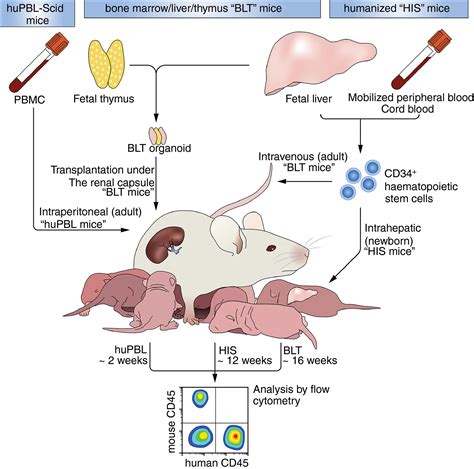 A Hitchhiker's guide to humanized mice: new pathways to studying viral ...