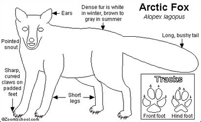 The Arctic Fox - Environmental Adaptations.