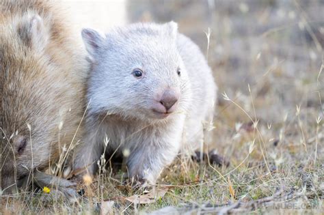 Behind the Shot: Cutest Baby Wombat in Tasmania