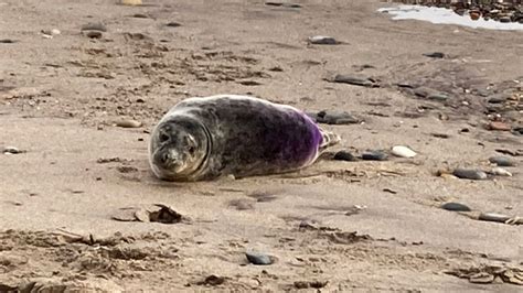 Seals stoned and chased in spate of attacks over Easter - BBC News