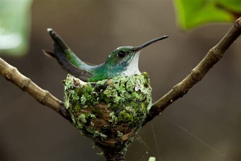 Bird In Everything: Hummingbird Nesting Box