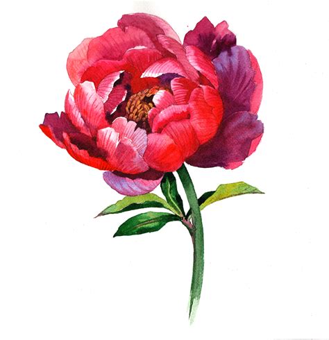 Watercolor painting tutorial flowers Peony :: Behance