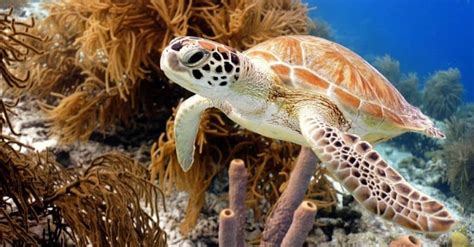 Loggerhead vs Green Sea Turtle: What Are The Differences? - IMP WORLD