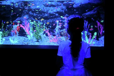 Maritime Aquarium features creatures that glow in the dark