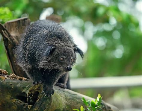 Binturong - KHAO SOK National Park, Thailand