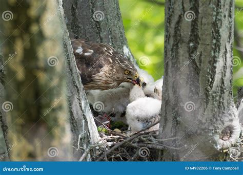 Cooper-s Hawk Feeding Chicks Stock Photo - Image of birds, reproduction ...