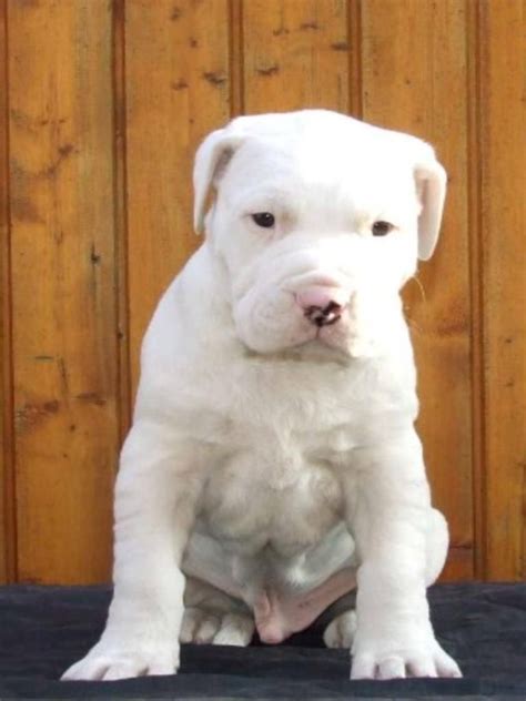 Dogo Argentino puppy for sale | Puppies, Cute animals, Baby animals