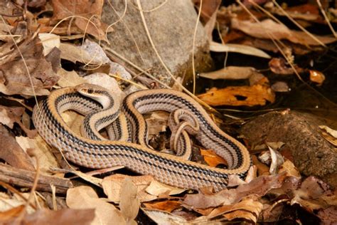 31+ Snakes in Utah: ID Guide with Facts and Photos