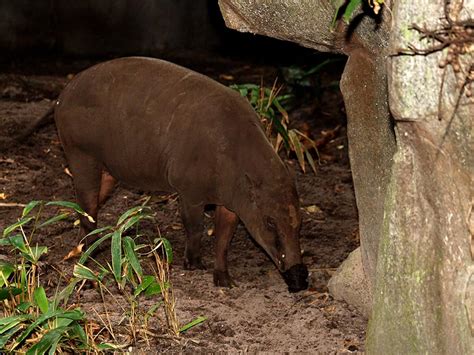 Aardvark Dream Meaning & Interpretation - The Symbolism