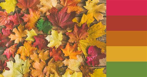 5 Fall Color Palettes & How To Use Them In Your Designs | Pixlr Blog