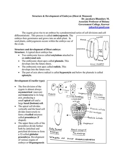 Embryogenesis | PDF