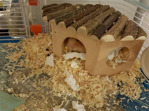 Homemade Hamster Bedding