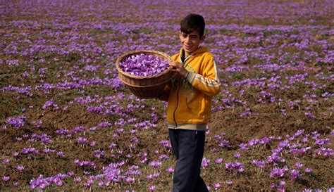 Saffron- the “Red Gold’ of Kashmir - Greater Kashmir