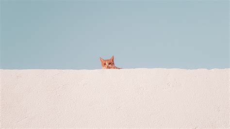 Minimalist Aesthetic High Resolution Desktop Wallpaper Cat - Prove it ...