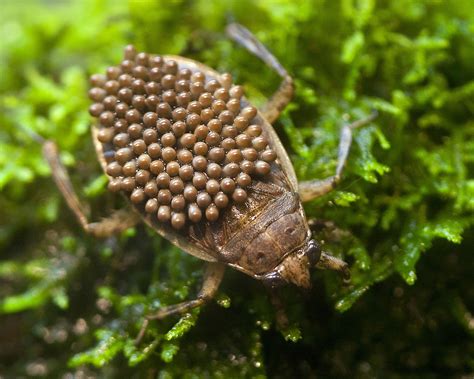 Learn 10 Fun Facts About Insects