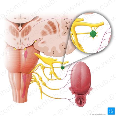 Pterygopalatine ganglion: Anatomy, location and function | Kenhub