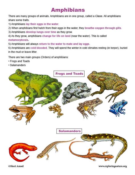 Class Amphibia Diagram