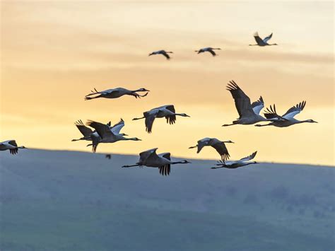 What Is A Group Of Cranes Called? (Complete Guide) | Birdfact