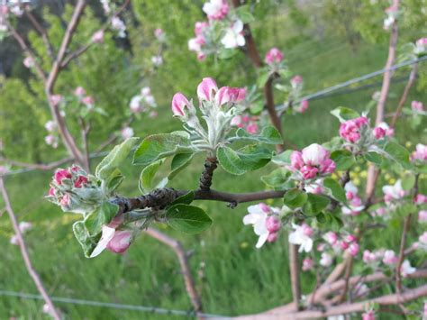 Getting to know your apple blossom – Grow Great Fruit