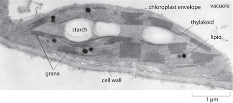 Which Are Larger Chloroplasts or Nuclei