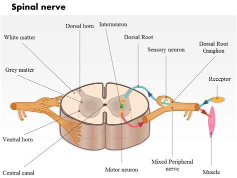 0514 A Typical Spinal Nerve With A Cross Section Of The Spinal Cord ...