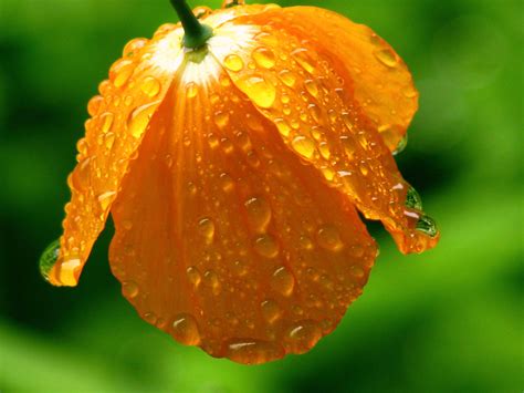 Rainy Day Flower | Beautiful gardens, Flowers, Nature photos