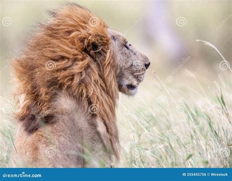 Back View of a Beautiful Lion in the Wilderness Stock Photo - Image of ...