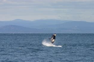 Whale Watching Anacortes