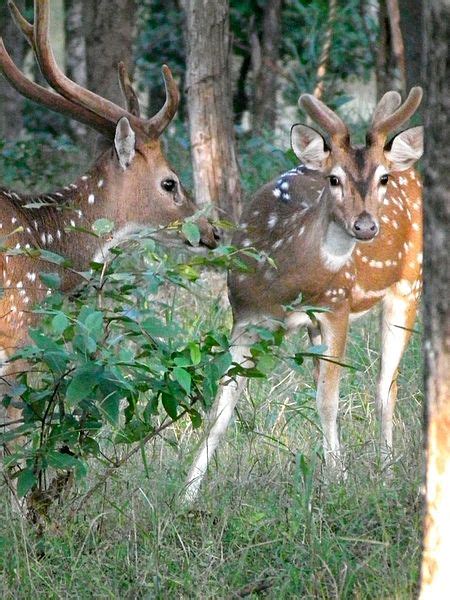 Chital Deer Facts