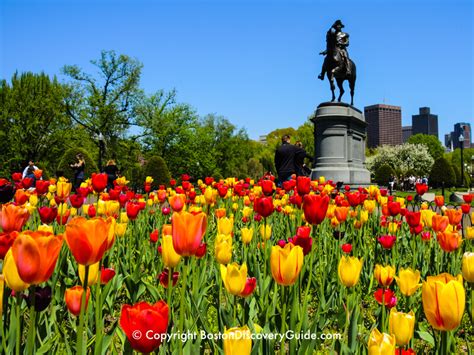 Boston's Public Garden | 10 Top Attractions | Boston Discovery Guide