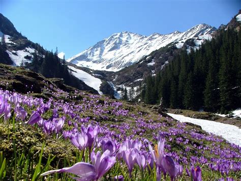 spring in the mountains - Spring Photo (31493836) - Fanpop