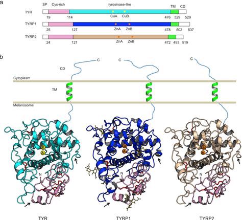 Figure 3 from Structure and Function of Human Tyrosinase and Tyrosinase ...