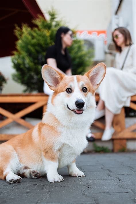 Brown and White Corgi Mix · Free Stock Photo