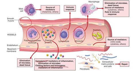 ACUTE INFLAMMATION- Vascular events - New