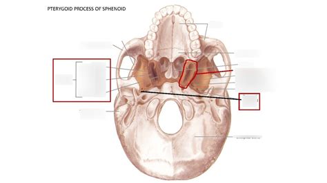 Pterygoid Process