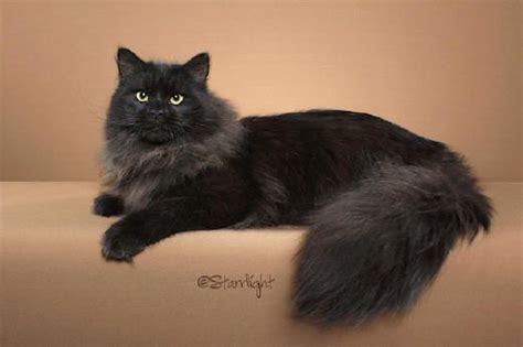 Black Siberian Cat Laying Down | Cat breeds | Pinterest