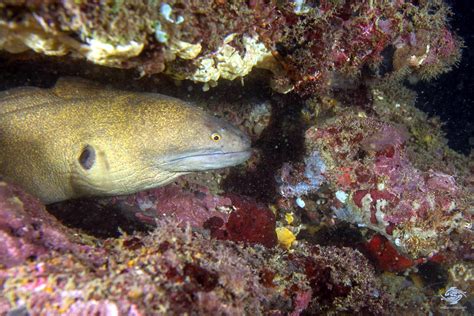 Giant Moray Eel-Facts and Photographs - Seaunseen