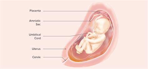 23 Weeks Fetus In The Womb