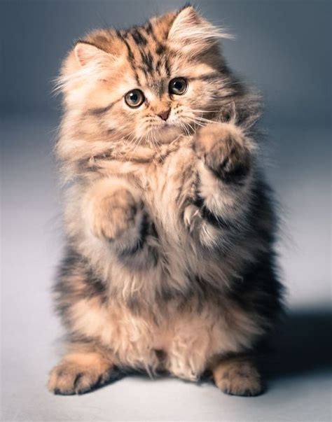 Cat Breeds Adorable Cute Cat Pictures - Pets Lovers