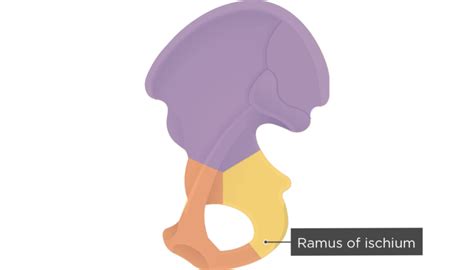 Hip Bone Anatomy - Medial or Internal Markings