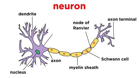 Types of Tissue Part 4: Nervous Tissue - YouTube