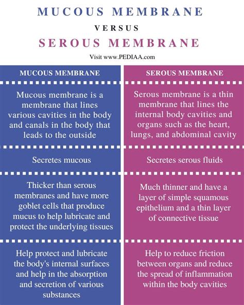 What is the Difference Between Mucous Membrane and Serous Membrane ...